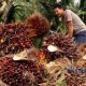 Kencana Agri Akan Remajakan 500Ha Kebun Sawit